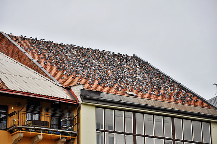 A2B Pest Control are able to install spikes to deter birds from roofs in Coulsdon. 