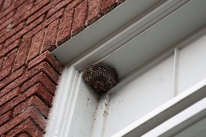 We provide a wasp nest removal service for domestic and commercial properties in Coulsdon.